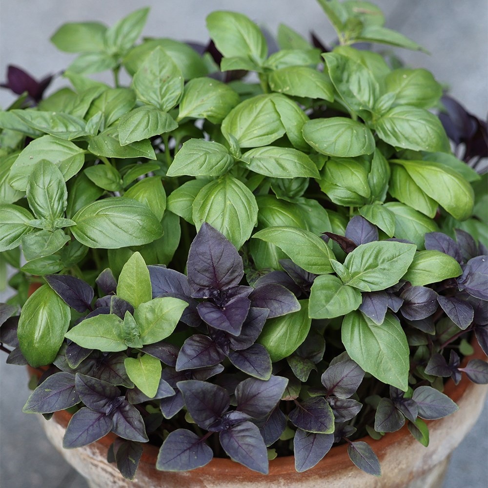 basil 'Duo mixture'