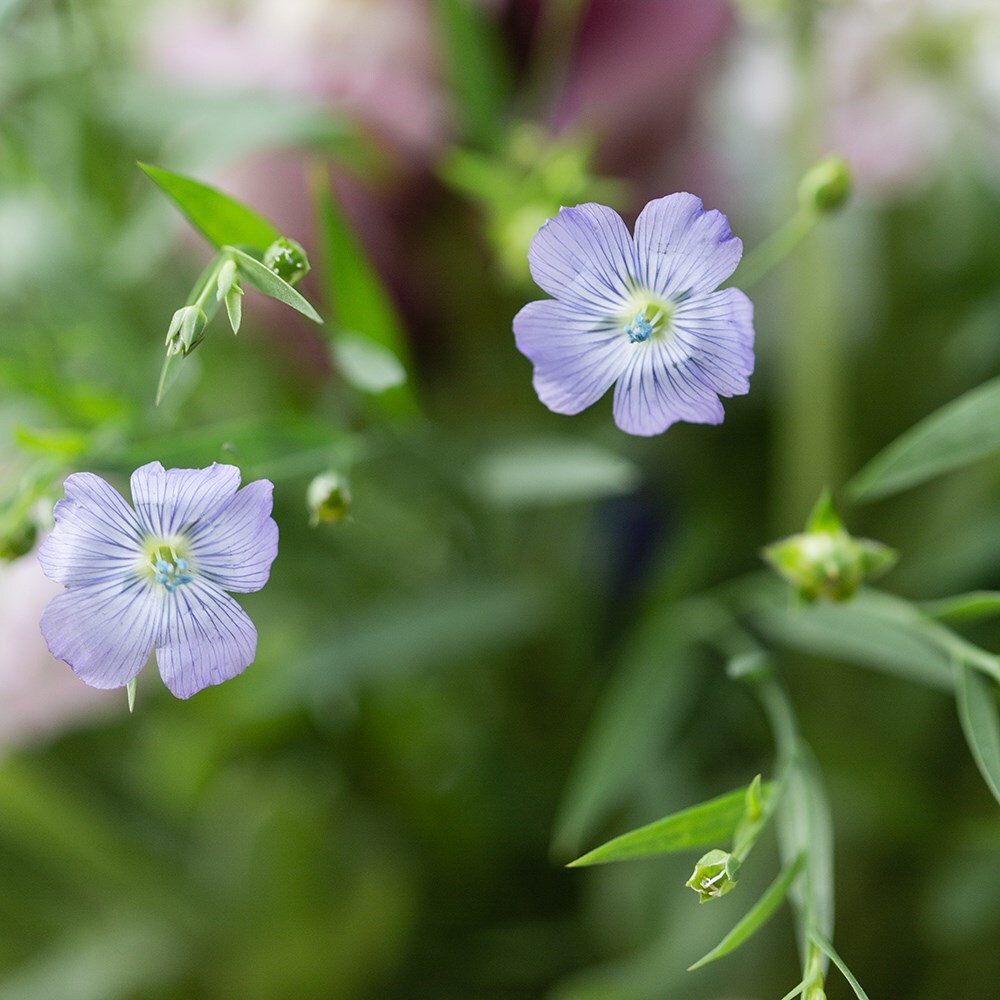 flax linseed