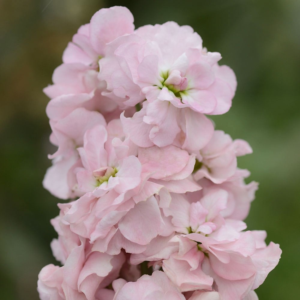 traditional field-grown column stocks (syn. Appleblossom Pink')