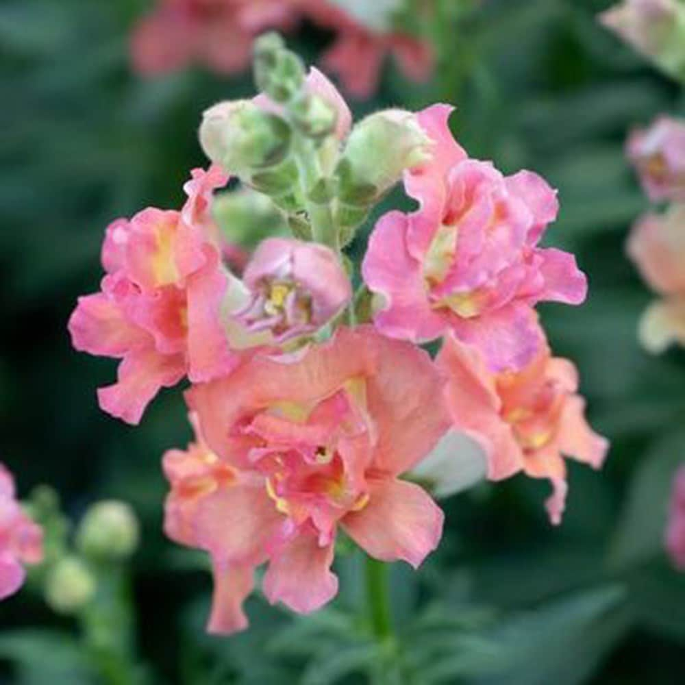 <i>Antirrhinum majus</i> 'Madame Butterfly Bronze White'