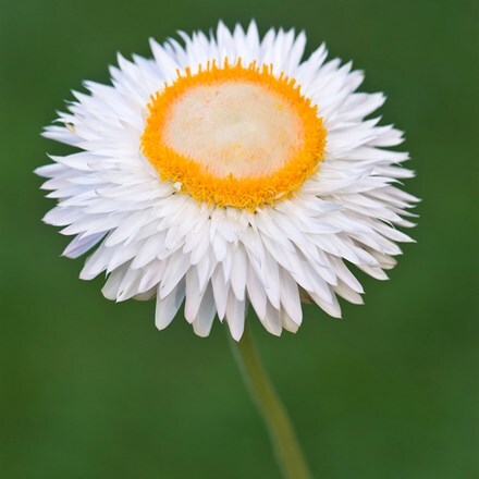 Helichrysum bracteatum Snow White