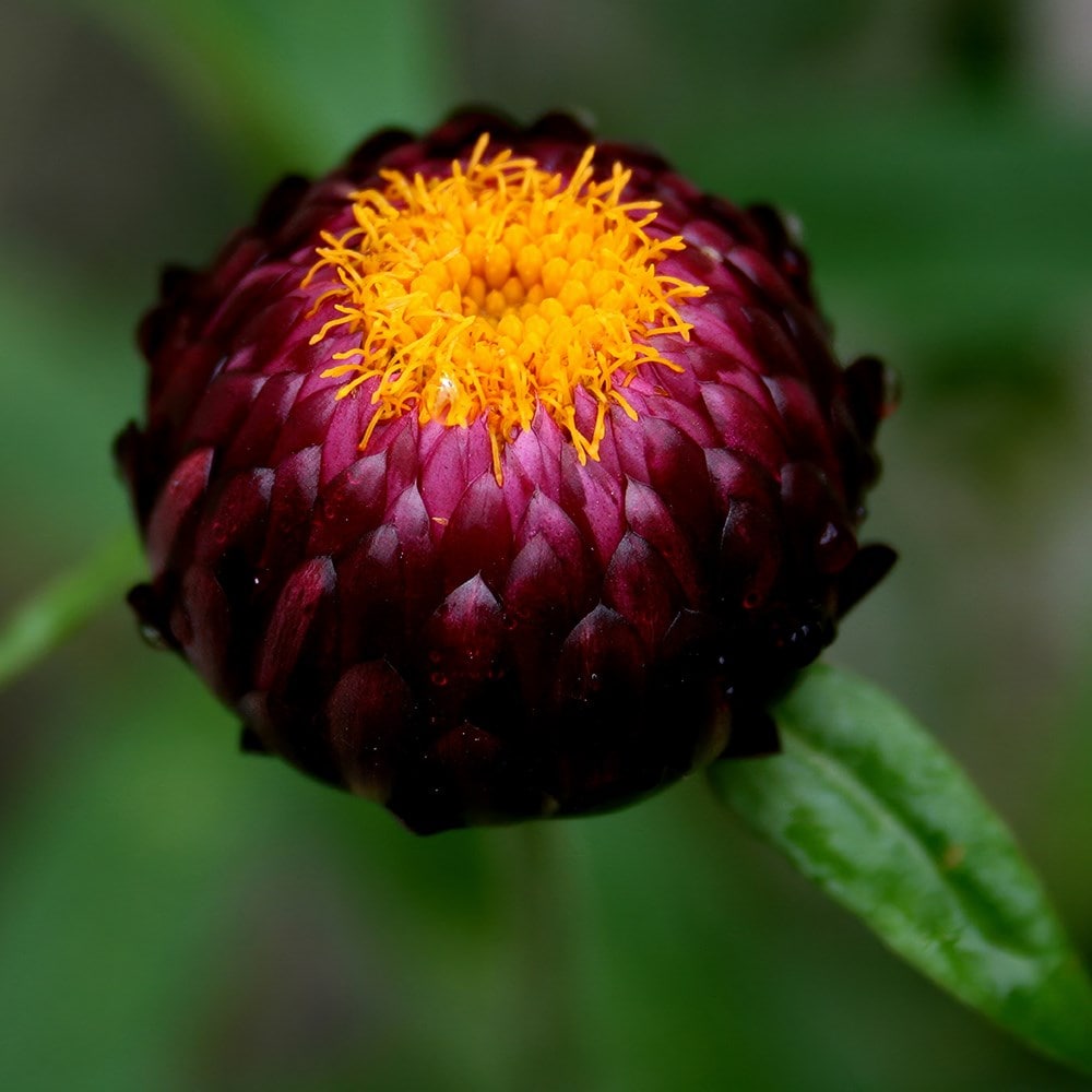 everlasting strawflower (syn. Xerochrysum bracteatum Cassis)