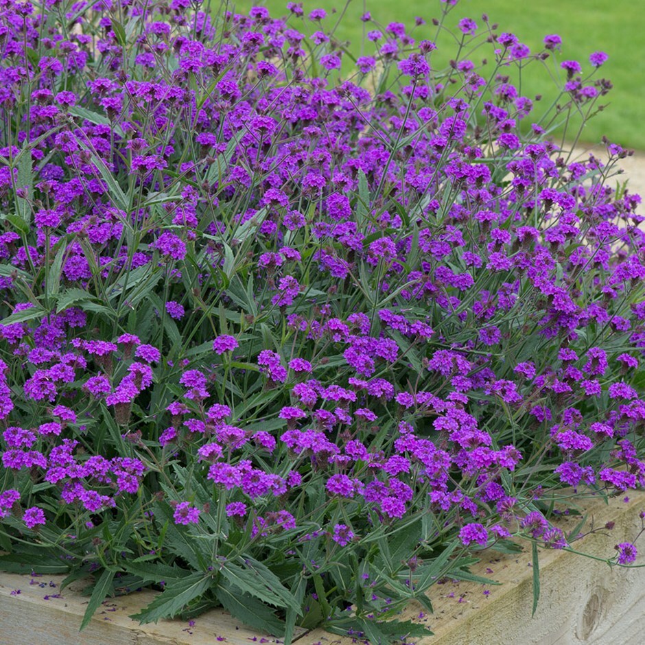 Buy verbena - Santos Purple Verbena rigida 'Santos'