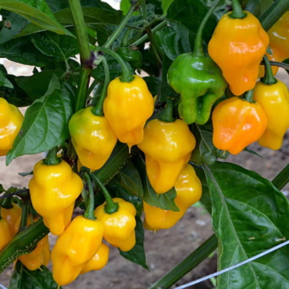 chillies or Capsicum annuum 'Trinidad Perfume'