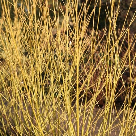 <i>Cornus sericea</i> 'Budd's Yellow'