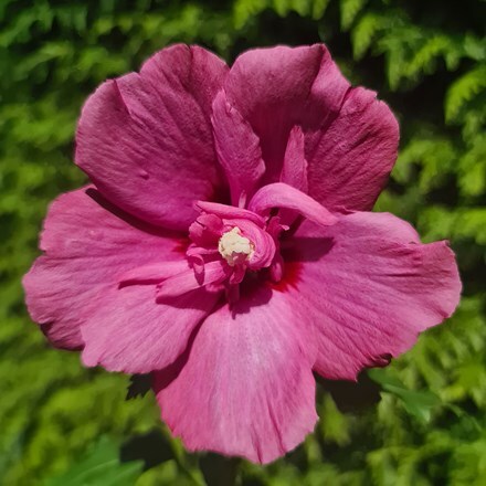 Buy tree hollyhock Hibiscus syriacus Pink Chiffon ('Jwnwood4') (PBR) ( Chiffon Series): £27.99 Delivery by Crocus