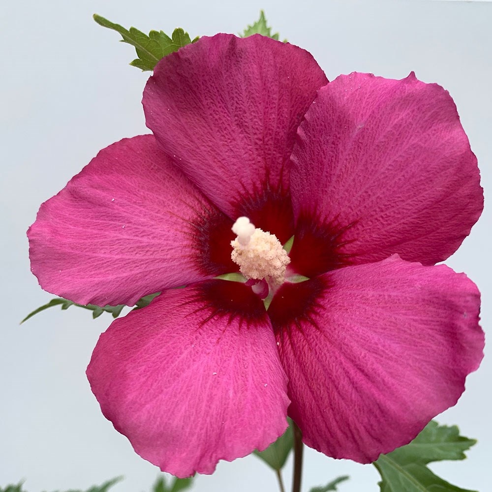 <i>Hibiscus syriacus</i> 'Gandini van Aart Ruby' (PBR)