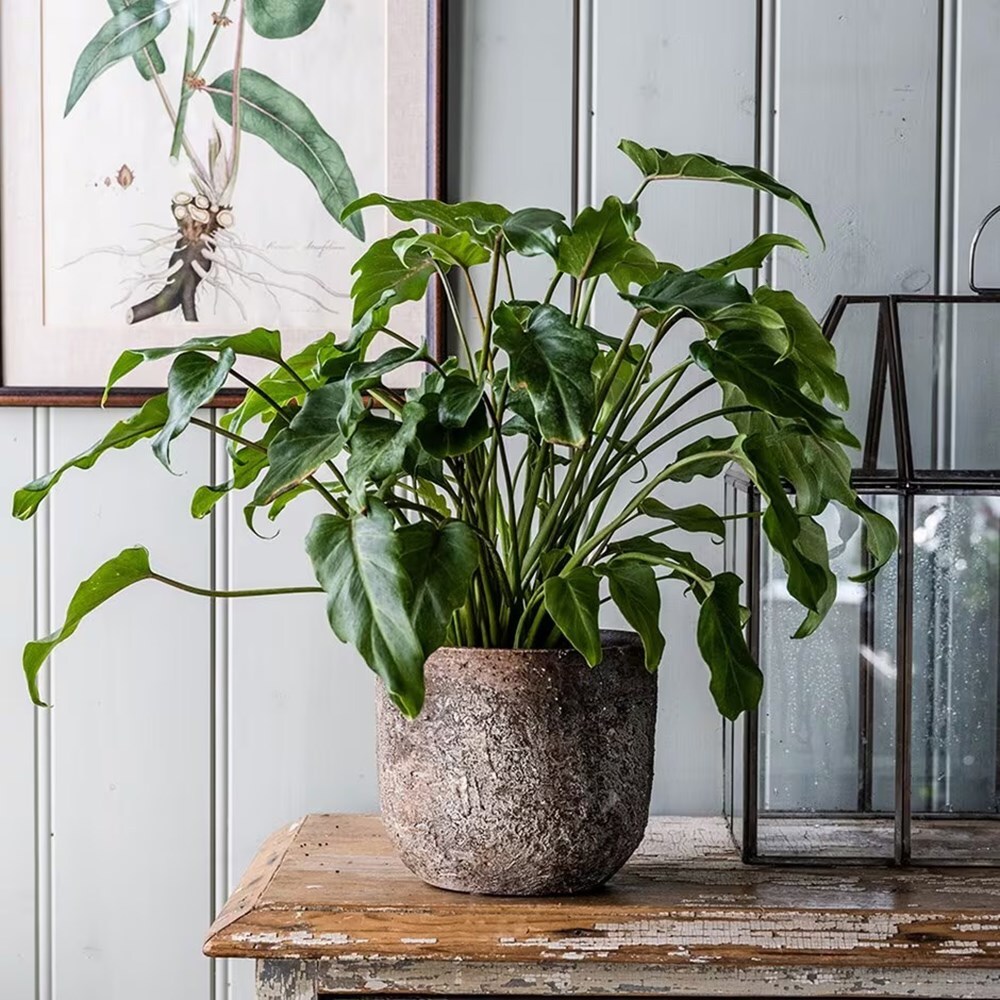 Waitrose plants discount