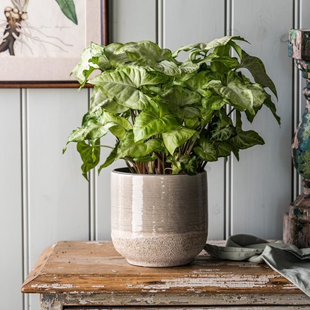 Syngonium White Butterfly
