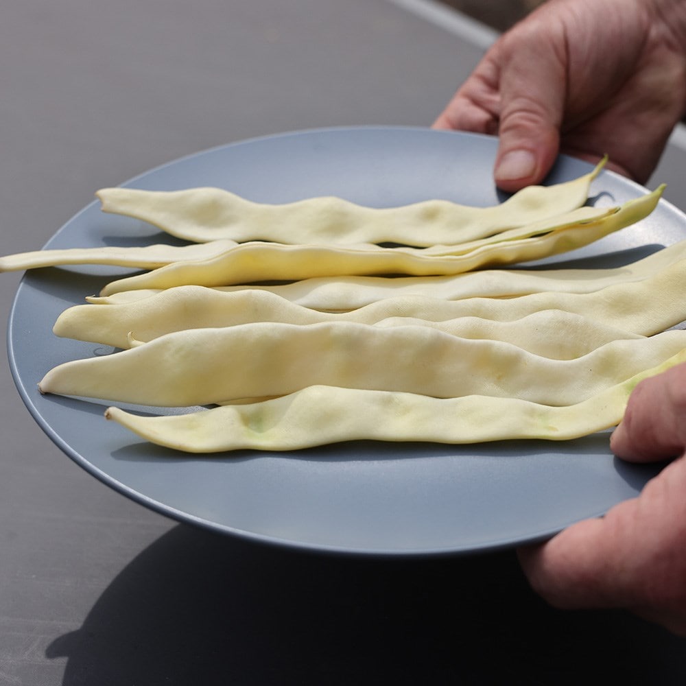 bean (climbing French) 'Sunshine'