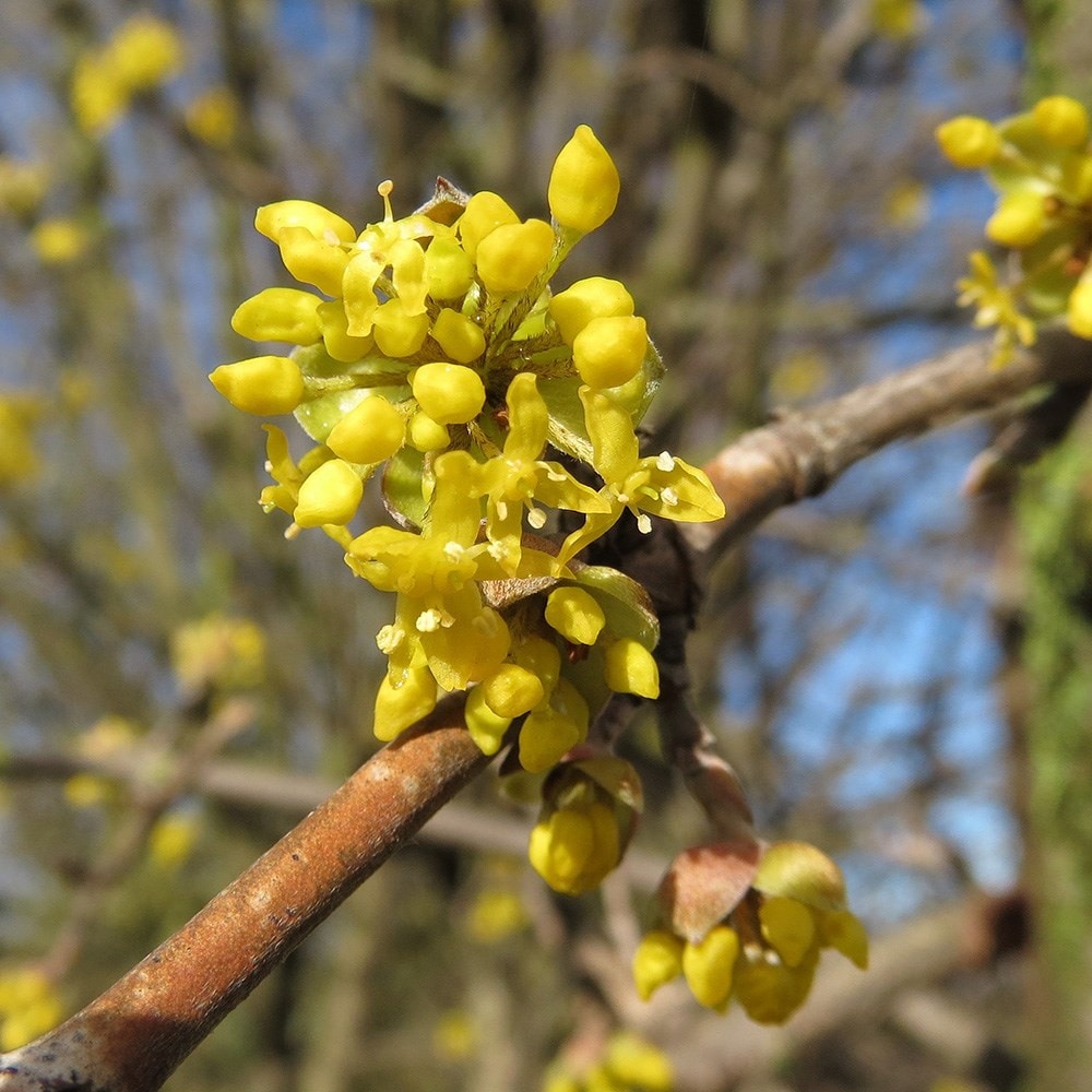 <i>Cornus mas</i> 