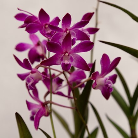 Dendrobium Berry Oda