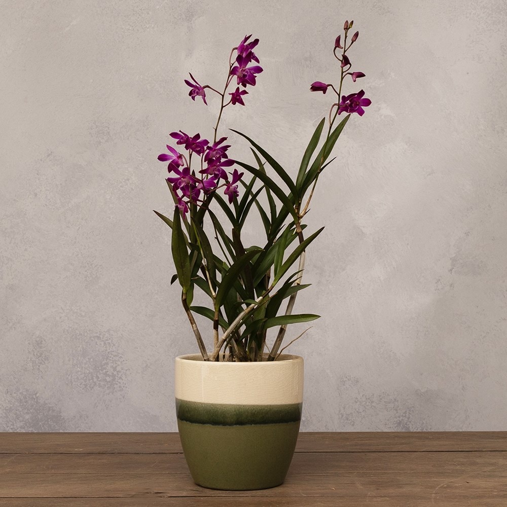 <i>Dendrobium</i> 'Berry Oda'