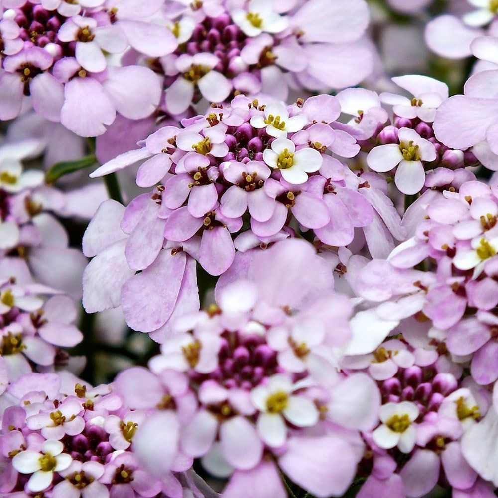 Product options image