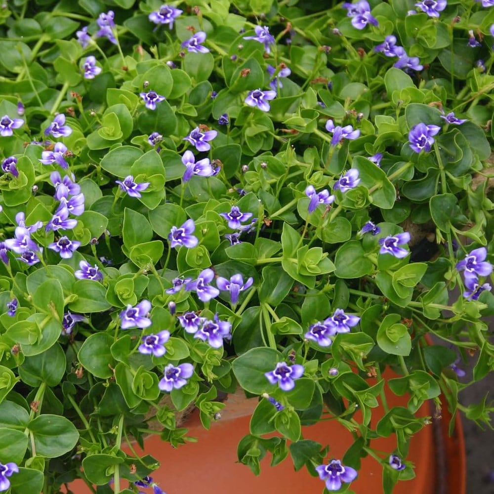 Product options image