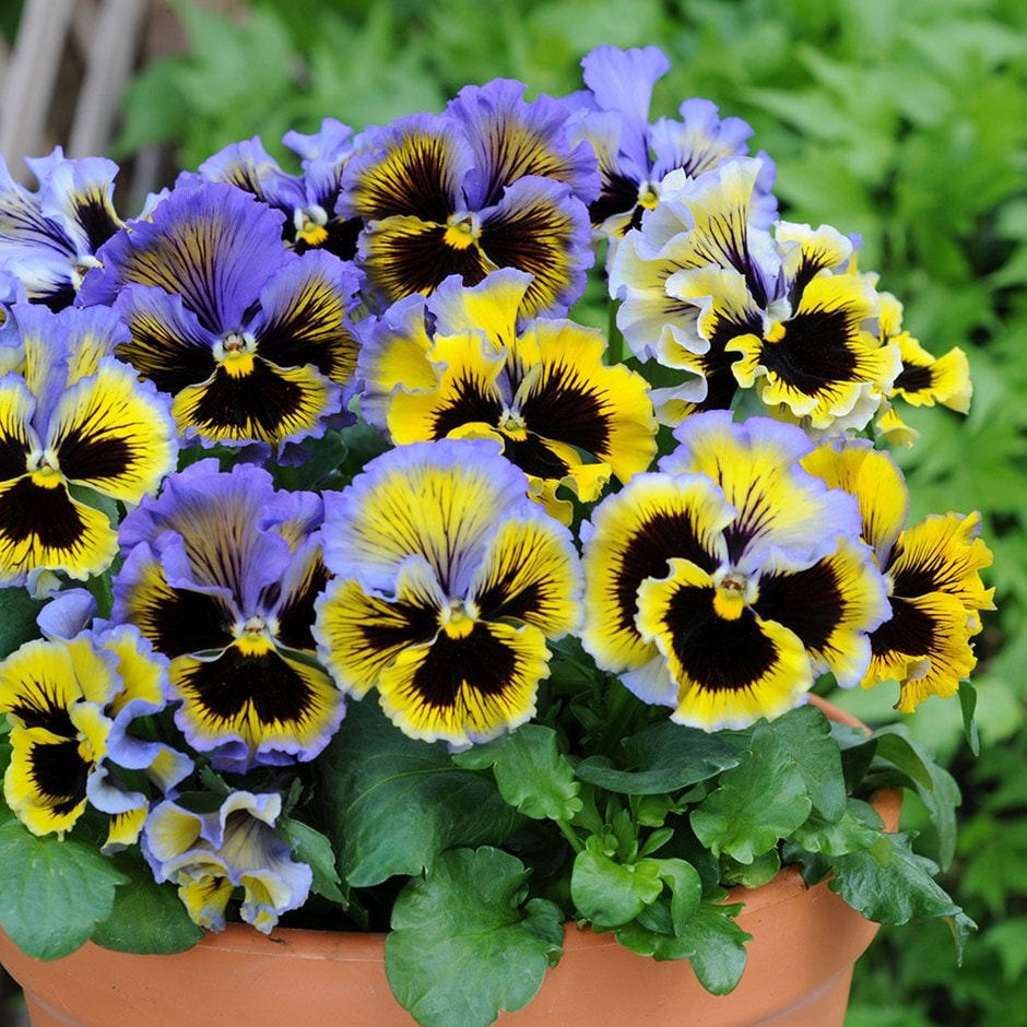 pansy 'Frizzle Sizzle Yellow Blue Swirl' (Frizzle Sizzle Series)