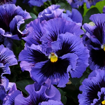 Viola × wittrockiana Frizzle Sizzle Blue (Frizzle Sizzle Series)