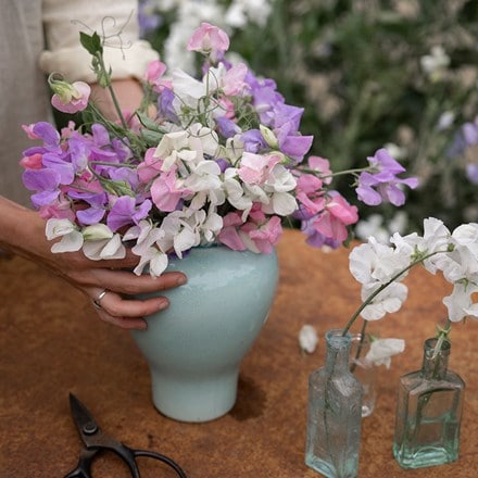 Strongly-scented sweet pea collection