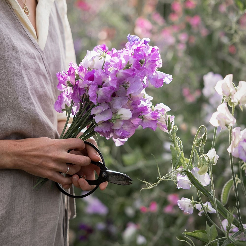 Award-winning sweet pea collection