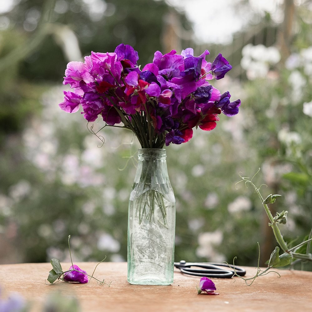 Lavish & lush sweet pea collection