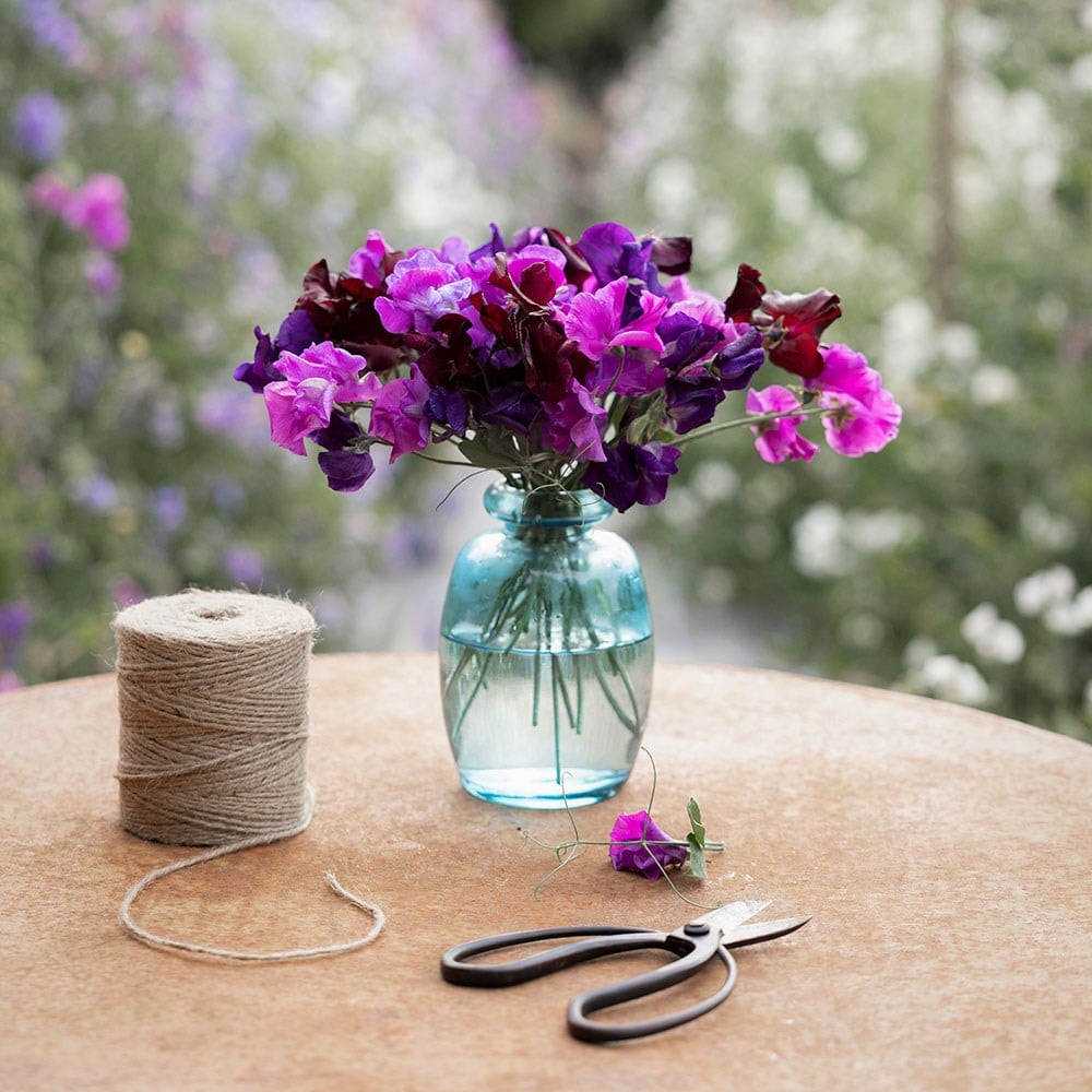 sweet pea collection