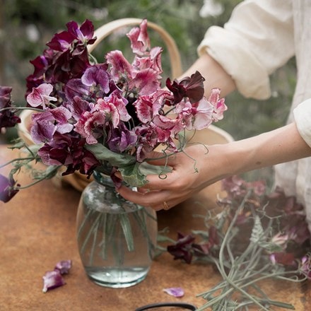 Dusky sweet pea collection