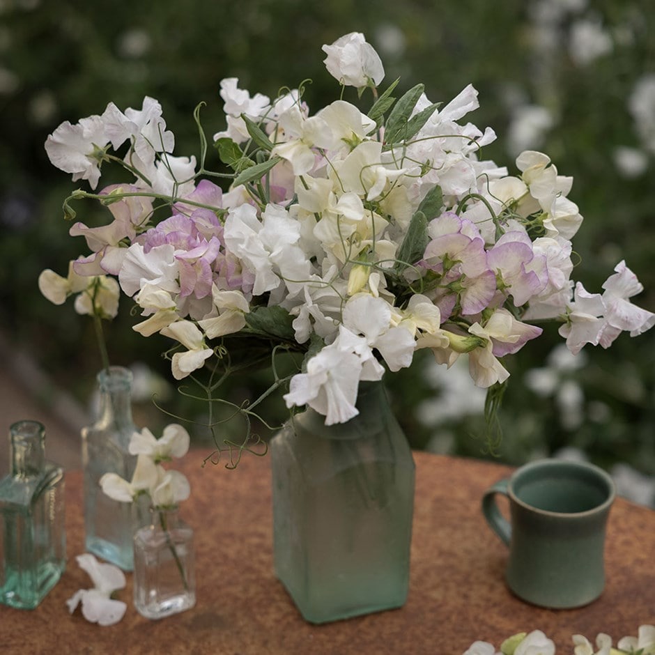 Pastel sweet pea collection