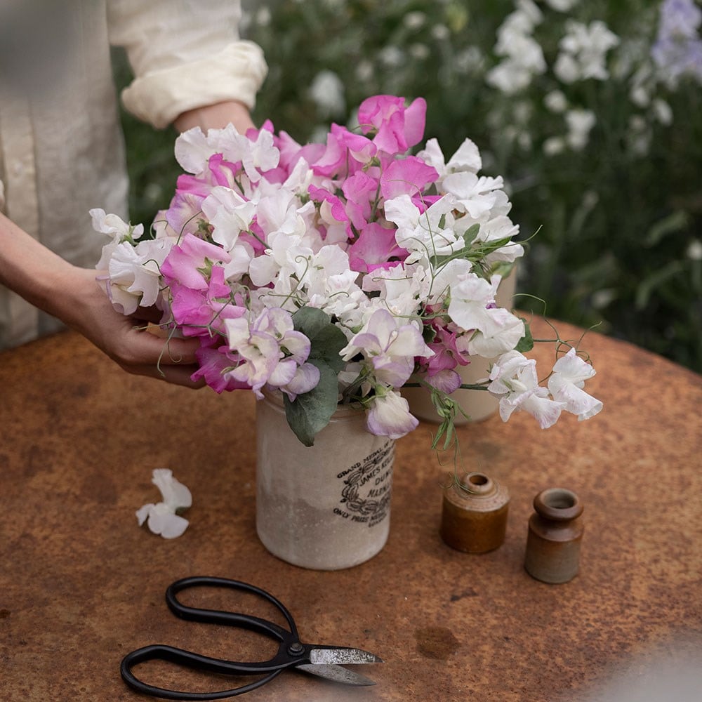 Icing sugar sweet pea seed collection
