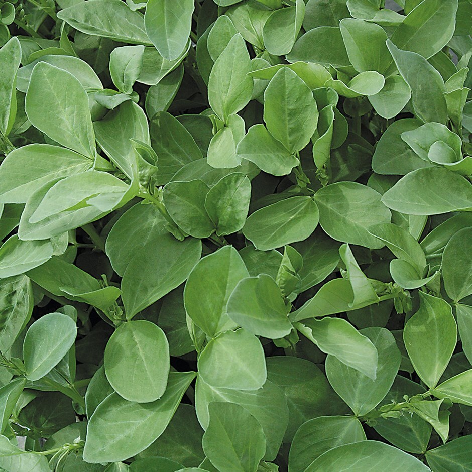 Buy Vicia faba Field beans 'green manure'