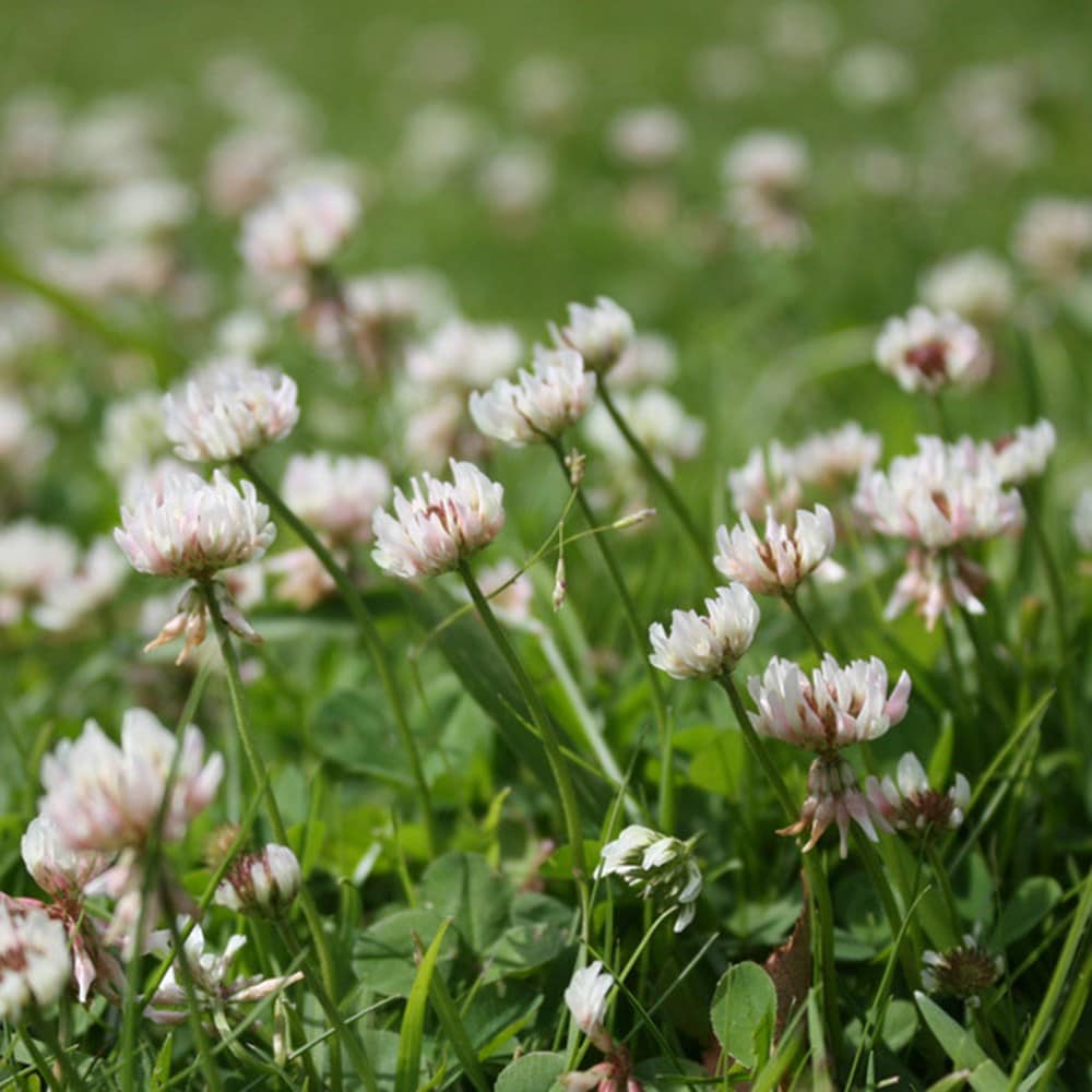 White clover green manure