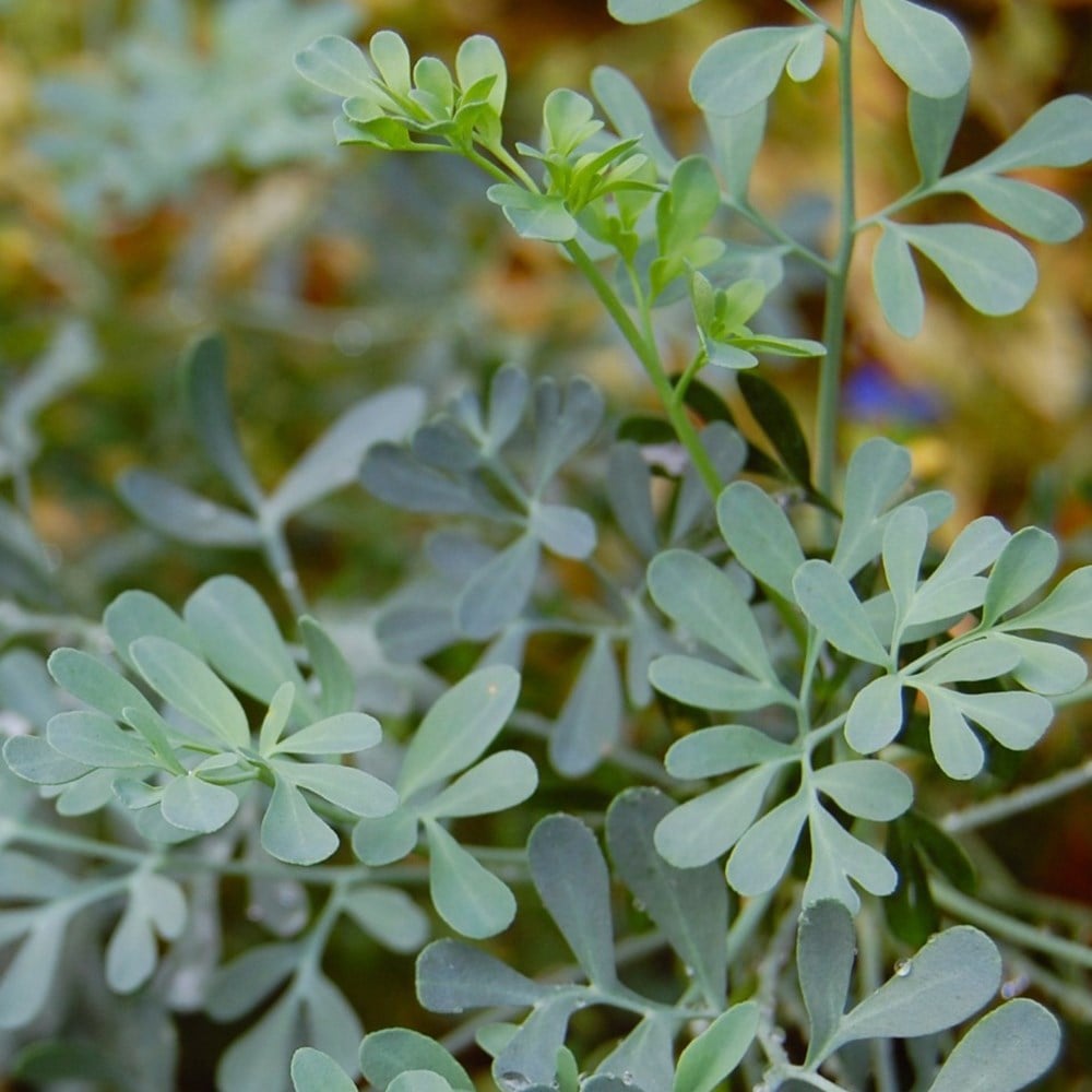 Product options image