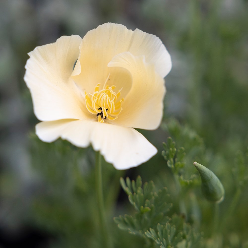 Californian poppy