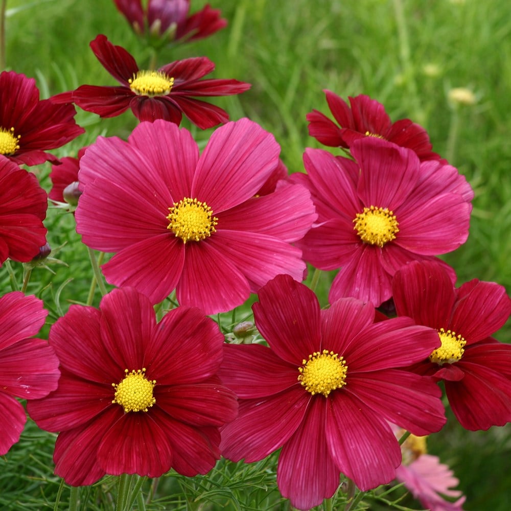 Product options image