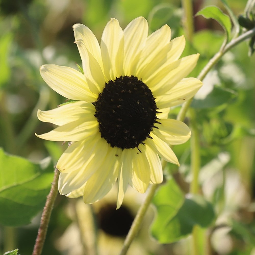 Product options image