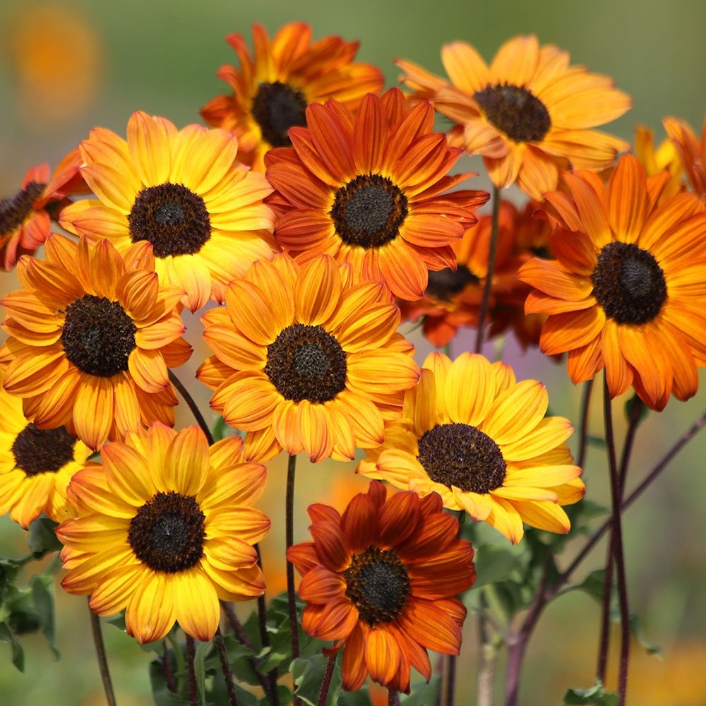 <i>Helianthus debilis</i> 'Soluna Bronze'