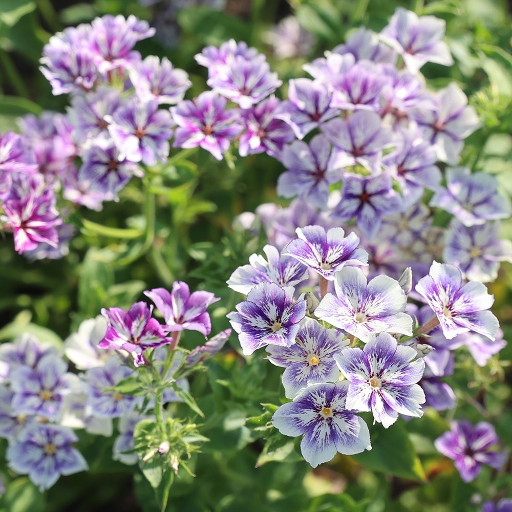 Phlox drummondii on sale