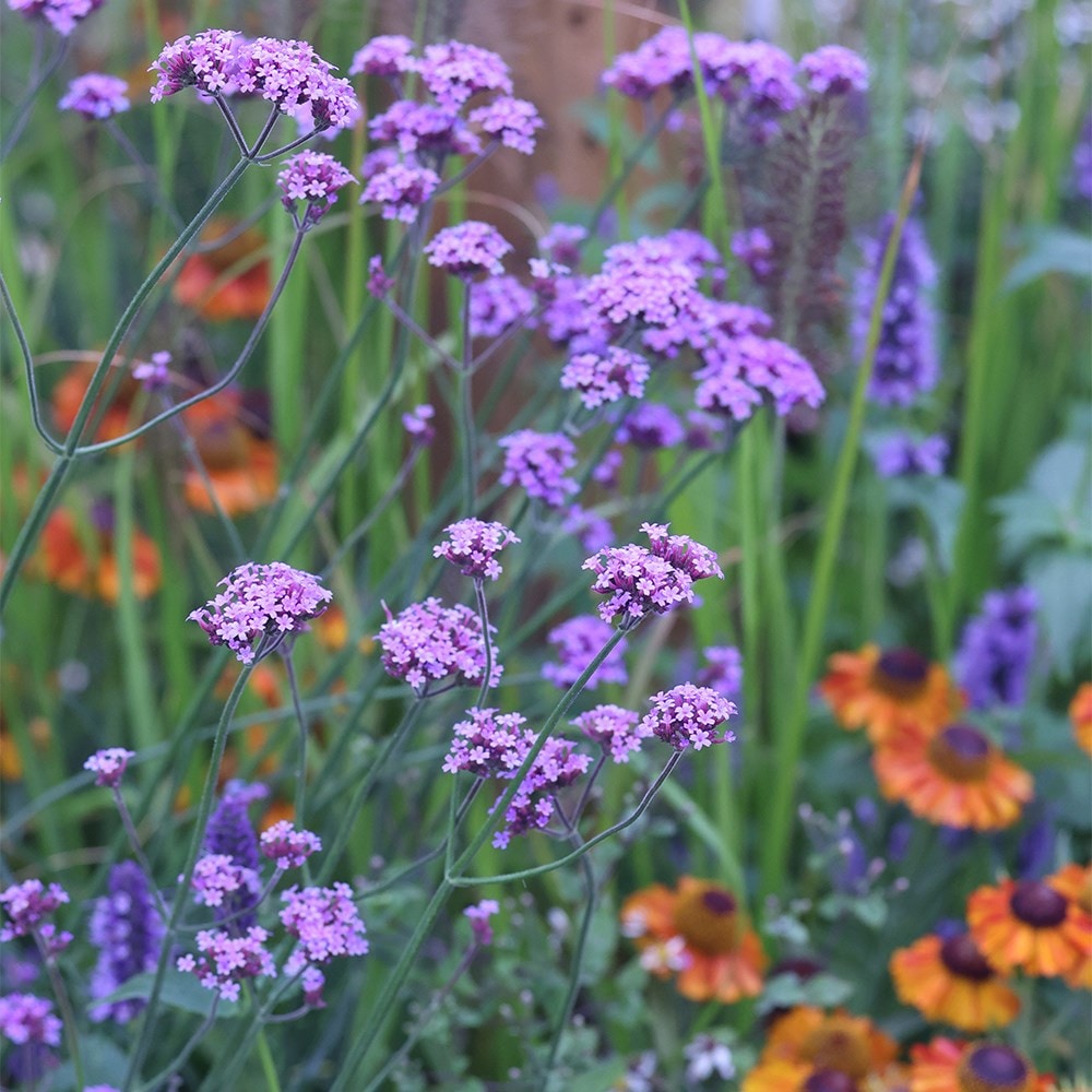 <i>Verbena bonariensis</i> 'Vanity'