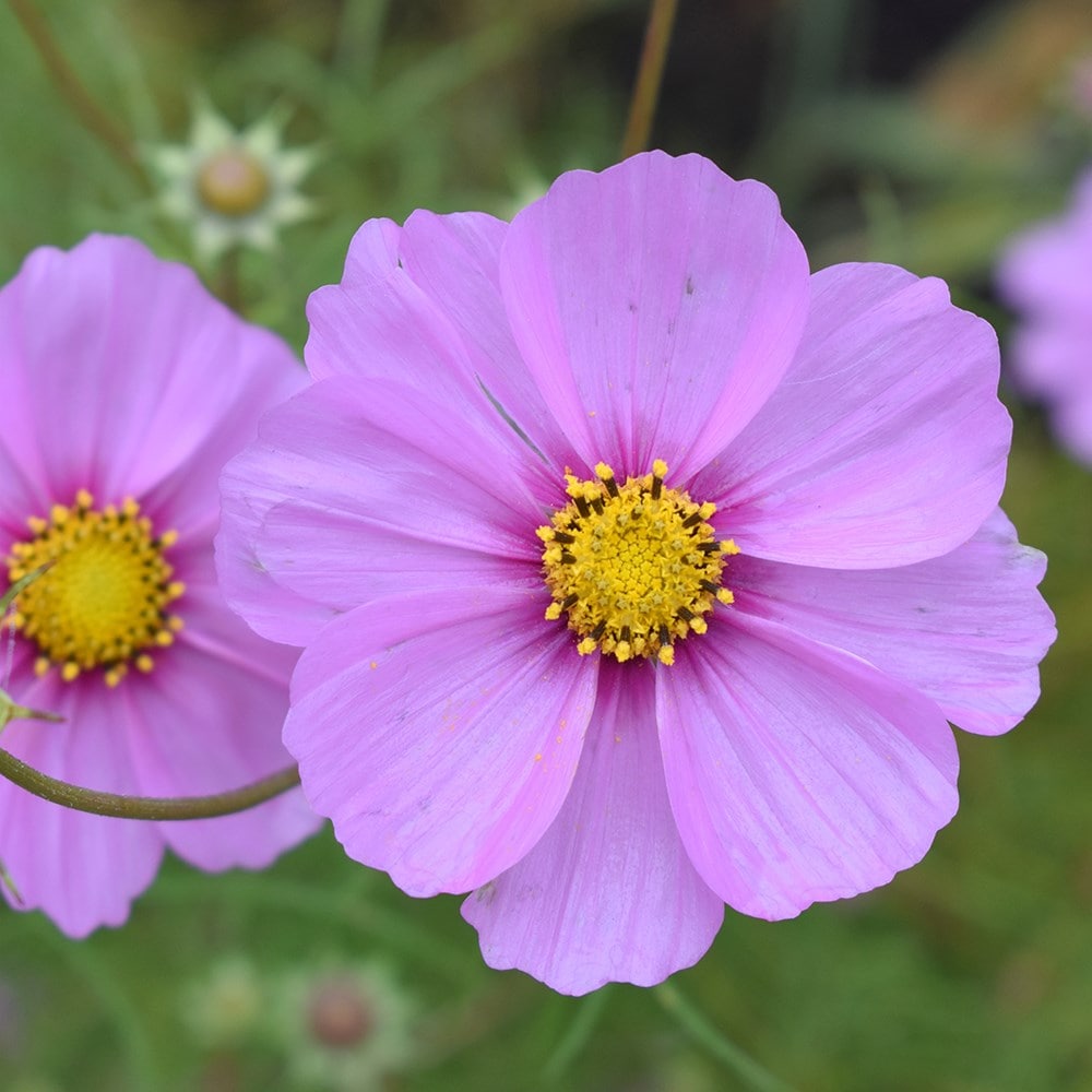 <i>Cosmos bipinnatus</i> 'Casanova Pink' (Casanova Series)