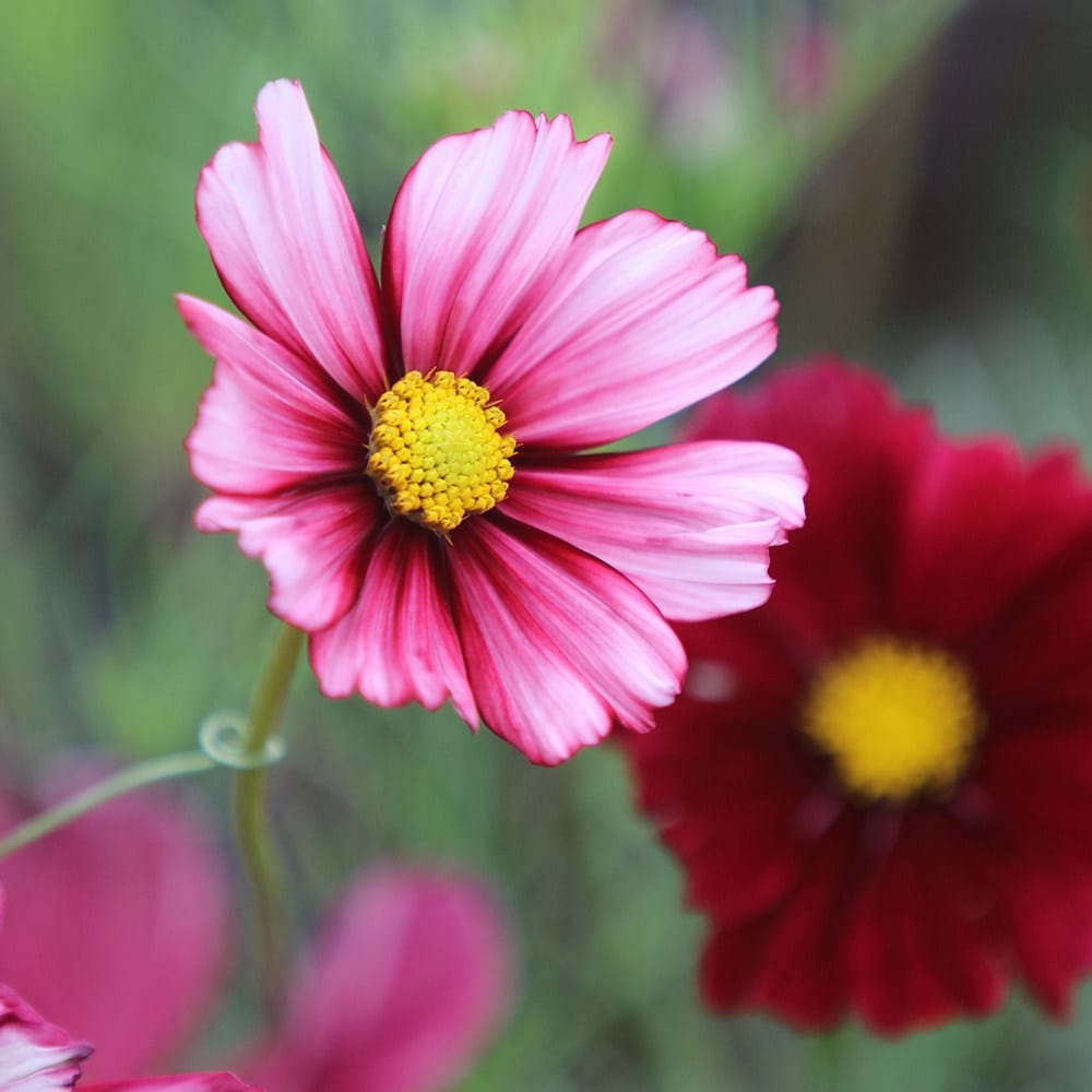 <i>Cosmos bipinnatus</i> 'Velouette'