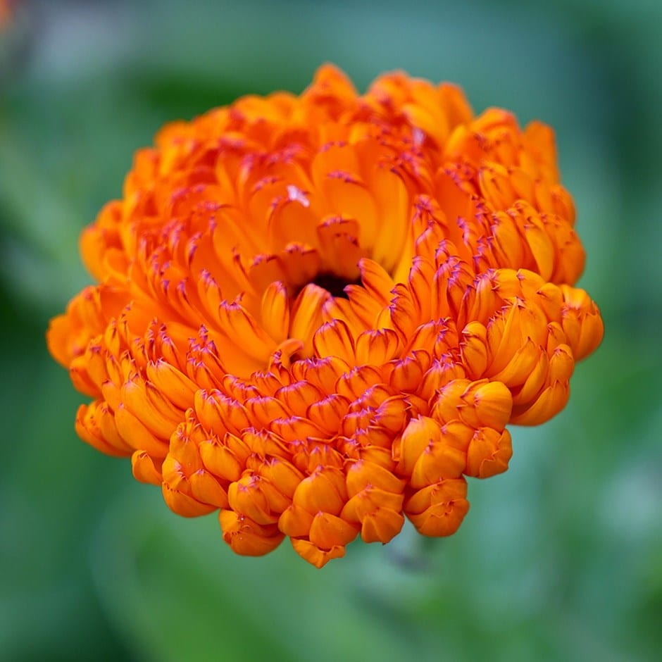 pot marigold