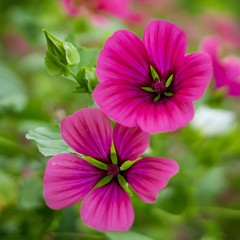 Product options image