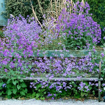 Lunaria annua Corfu Blue