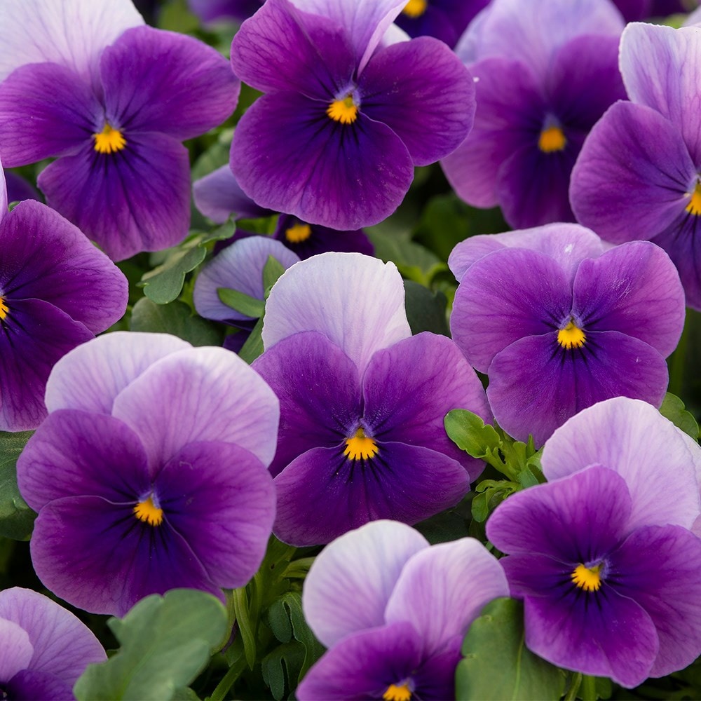 <i>Viola</i> 'Vivaldi Beacon'