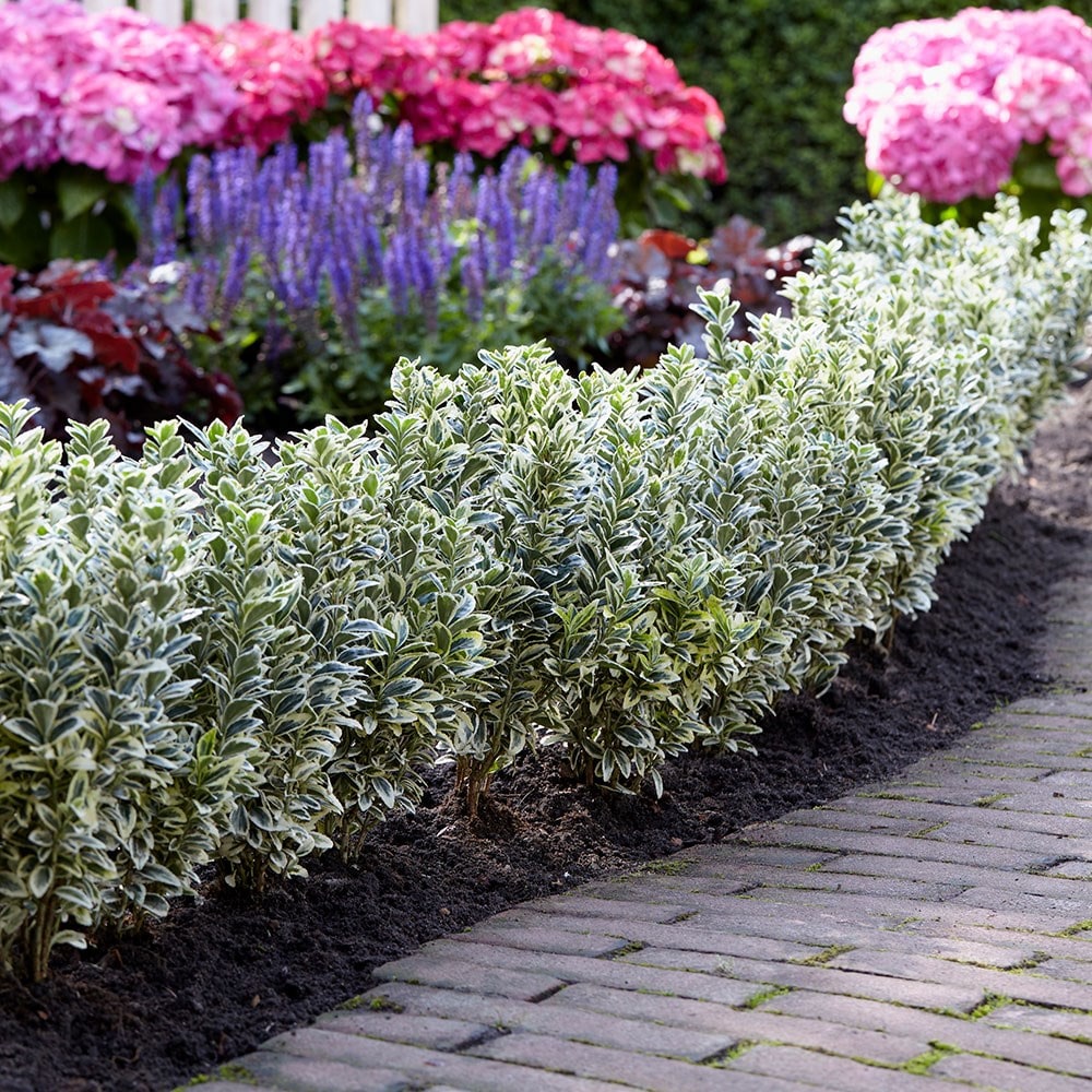 Product options image