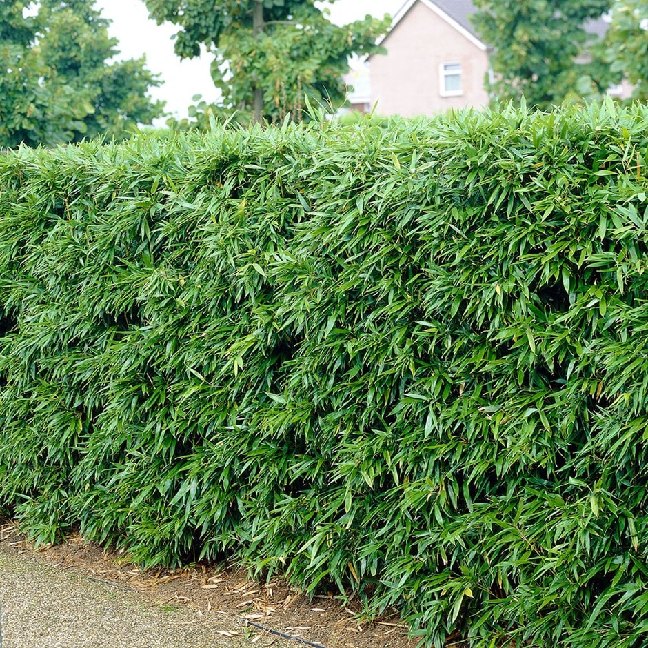 Phyllostachys bissetii - Bamboo hedging