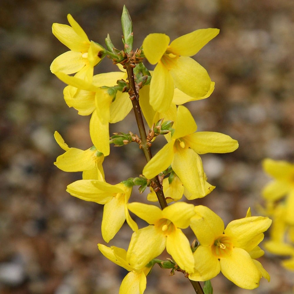 <i>Forsythia</i> 'Lynwood Variety' - Flowering hedging