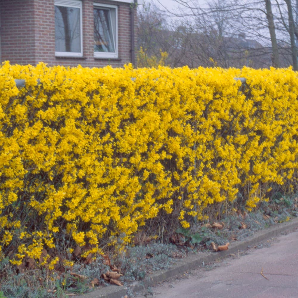 <i>Forsythia</i> 'Lynwood Variety' - Flowering hedging