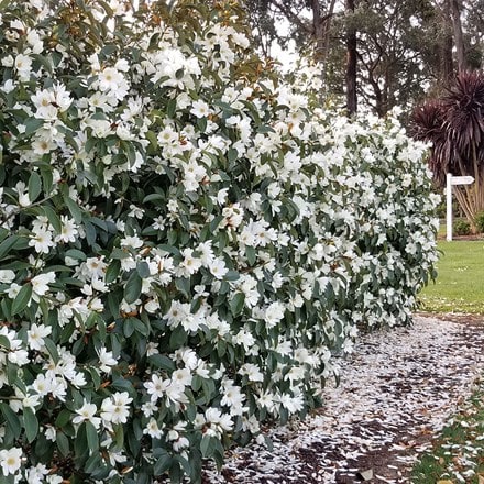Magnolia Fairy Magnolia White 'MicJur05' (PBR)
