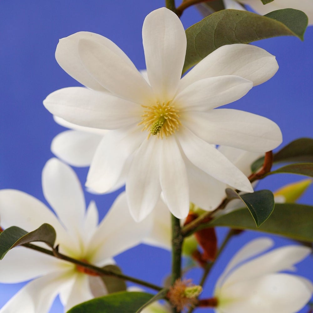 <i>Magnolia</i> <b class=small-caps>Fairy Magnolia White</b> - Magnolia hedging
