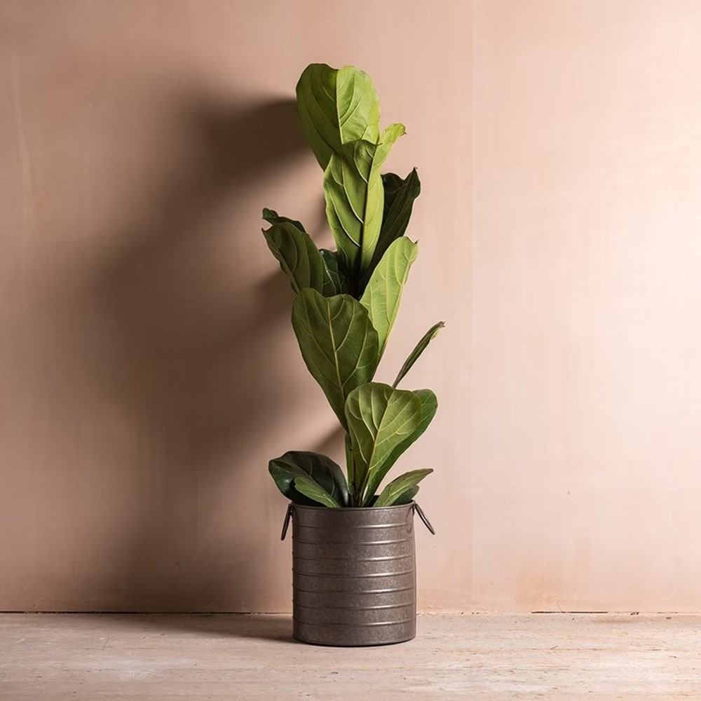 Product options image